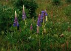 2001 05 26 westerbork lupinen.jpg